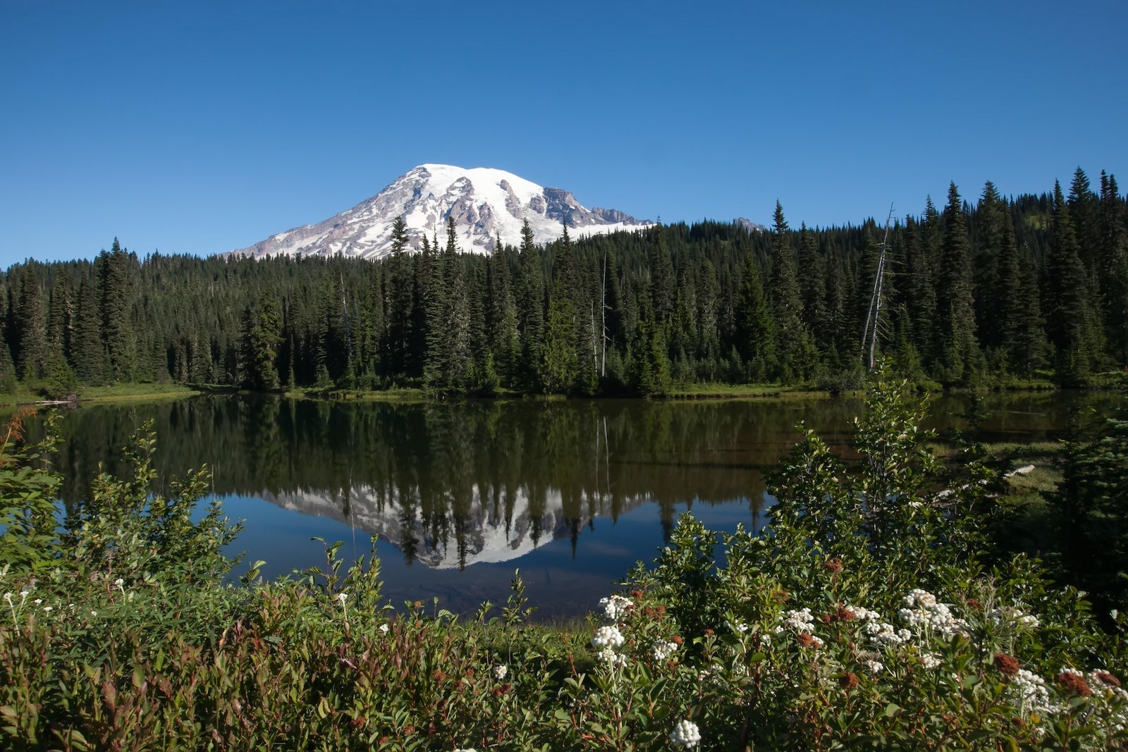 Mount Rainier in a landscape of wildflowers and evergreen forests at Reflection Lake.; Reflection Lake, Mount Rainier National Park, Washington